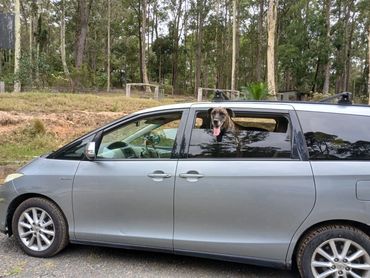 A Great Dane ready for supervised social time at Turlinjah Sniffari Park with Big Head Dog Training.