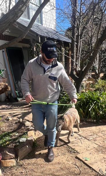 Expert dog trainer Chris Burke demonstrates lead training with cattle dog