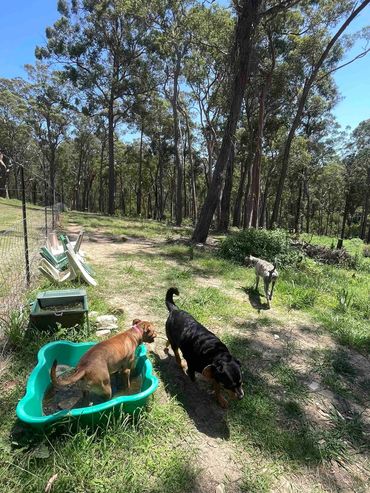 Dogs socialising and having a splash at Turlinjah Sniffari park with Big Head Dog Walking.