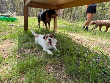 A Jack Russel, a Rottweiler and a Groodle having a shade break on a Big Head Sniffari Adventure.