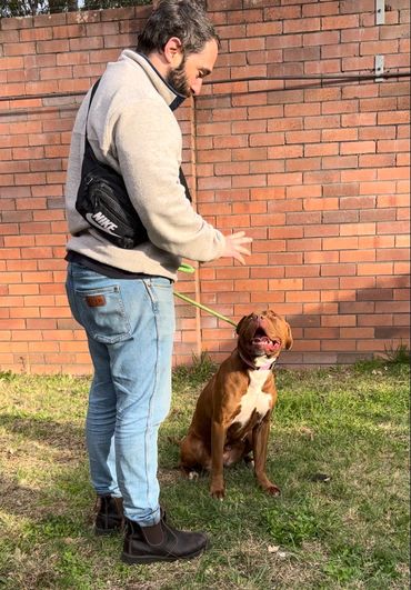 Expert dog trainer Chris Burke does a dog behaviour assessment with French mastiff