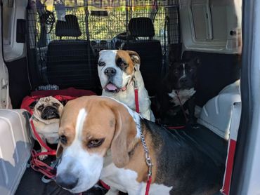 Chris gets ready to take a pug, beagle, boxer and an american staffy on a pack walk in Batemans Bay.