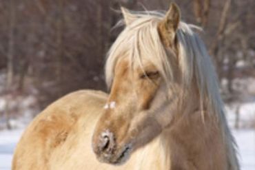 Angelina at FairHaven Farm
