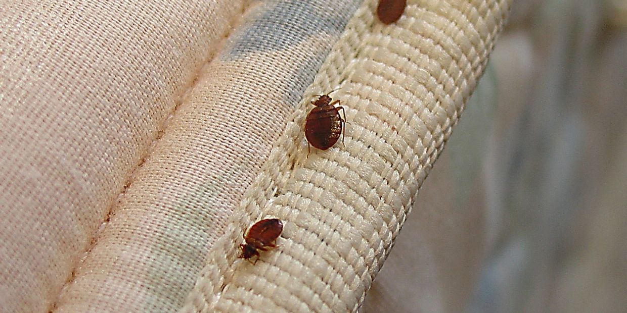 Bed bug inside bedroom of homeowner crawling at the edge of bed