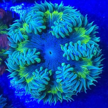 Ultra rock flower/ rock anemone.