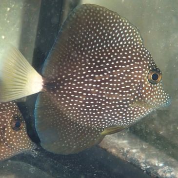 Gem tang.