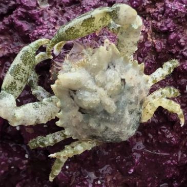Pitho crab.