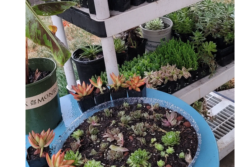 Growing succulents at home