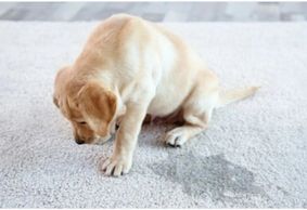 Pet Urine Removal Treatments, Pet Odor Removal. San Antonio Tx Carpet Cleaning