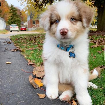 Fluffy puppy with blue eyes sitting on grass near a sidewalk.