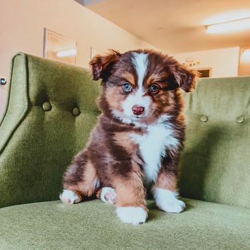 Adorable fluffy puppy sitting on a green couch.
