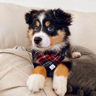 Adorable tricolor puppy wearing a plaid bandana, resting on a cozy couch.