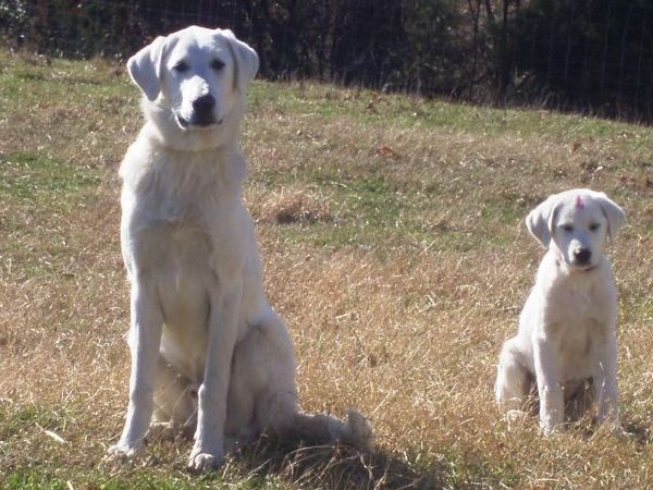 They are a fierce guardian breed and are often mistaken for a white lab.