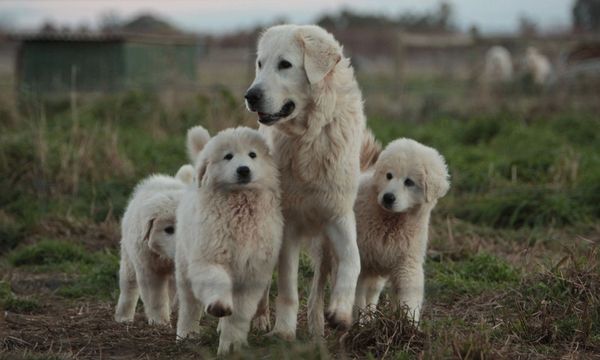 Maremma Sheep Dog