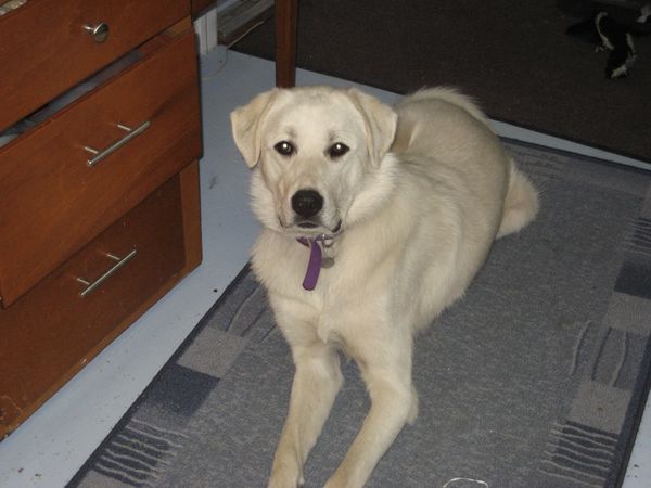 They love spending time outdoors too, but they too make great couch potatoes.