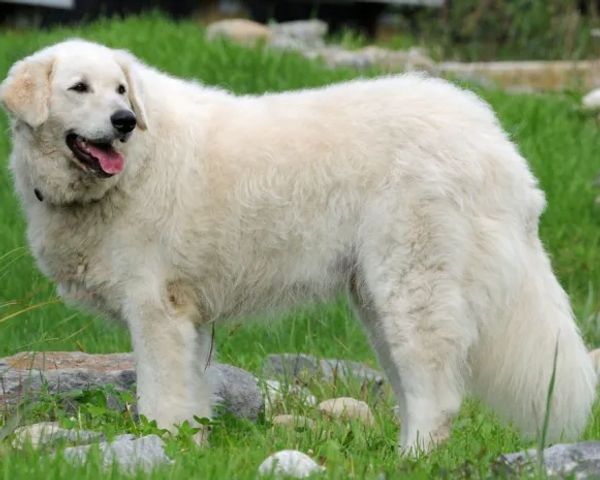 The Kuvasz claims Hungary as their birthplace.