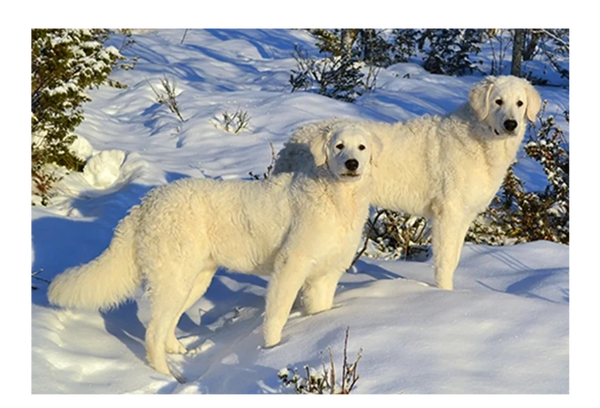 Since the Kuvasz can be fiercely independent by nature, it is difficult to train