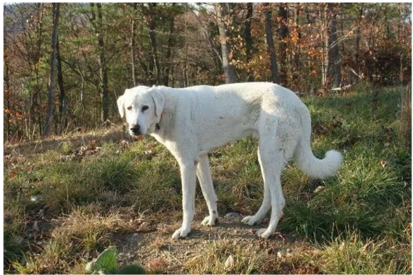 The Akbash hails from Turkey