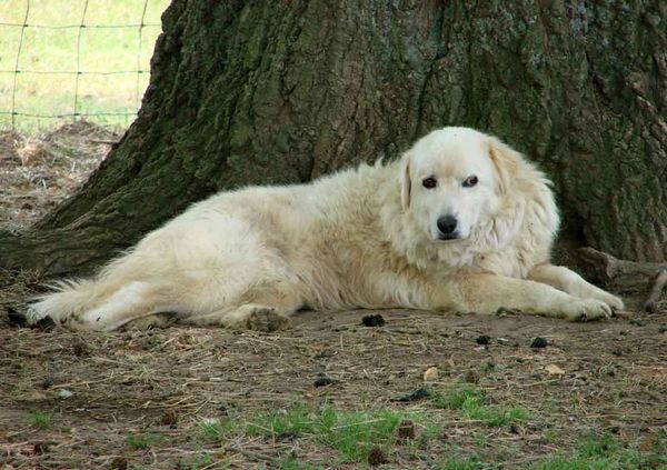 The Maremma are somewhat smaller than many similar working dogs,