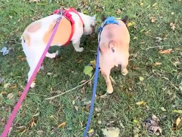 Two small dogs on leashes sniffing the grass outdoors.