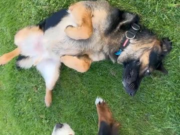 A German Shepherd lying on grass with other dogs nearby.