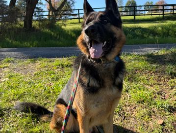 A happy German Shepherd sitting on grass with a leash outdoors.