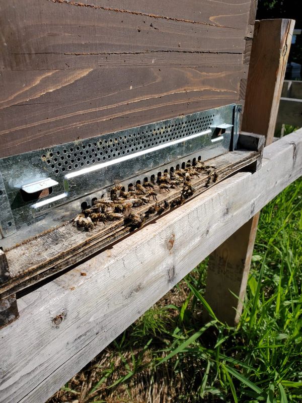 Our beehives always are always installed raised and off the ground