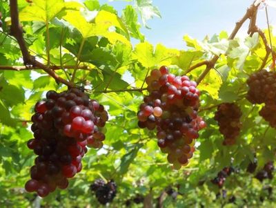 <a href="https://www.vecteezy.com/free-photos/agriculture">Agriculture Stock photos by Vecteezy</a>