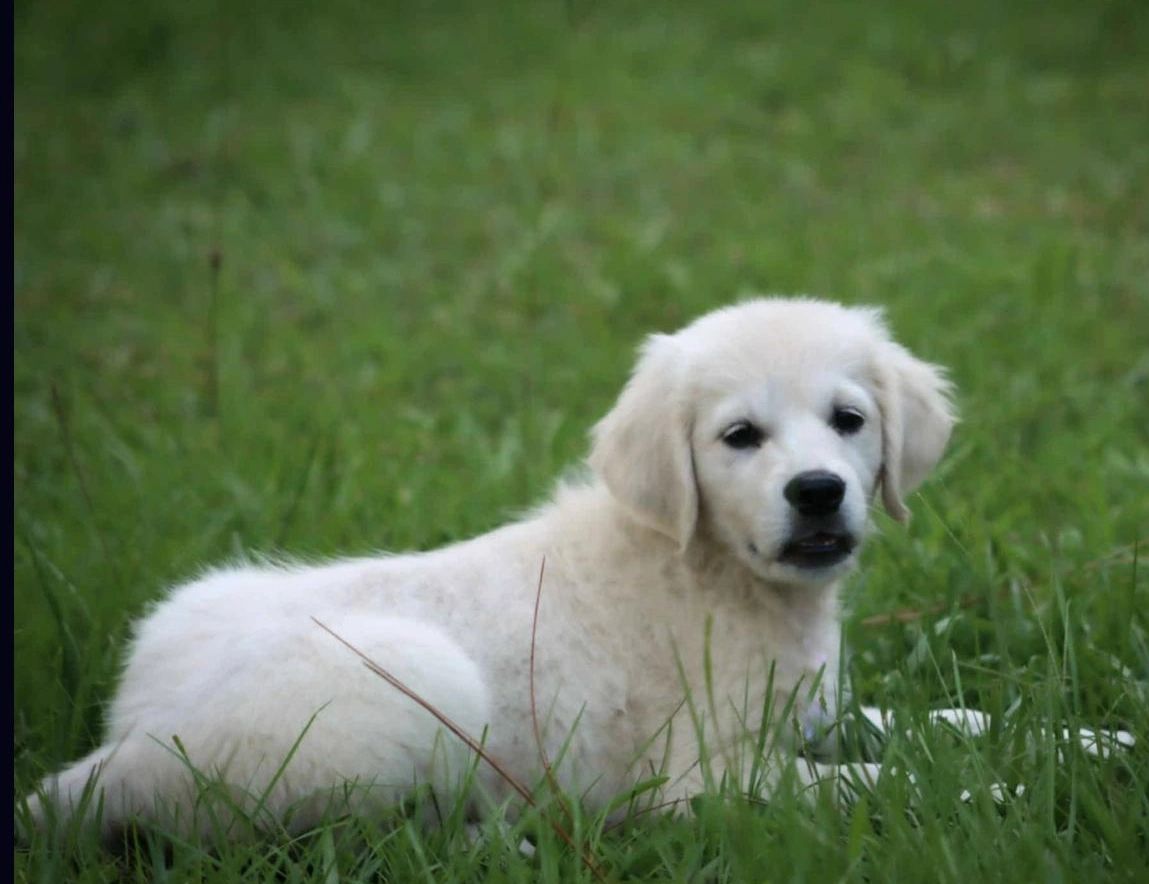 A fluffy white puppy lying on green grass.