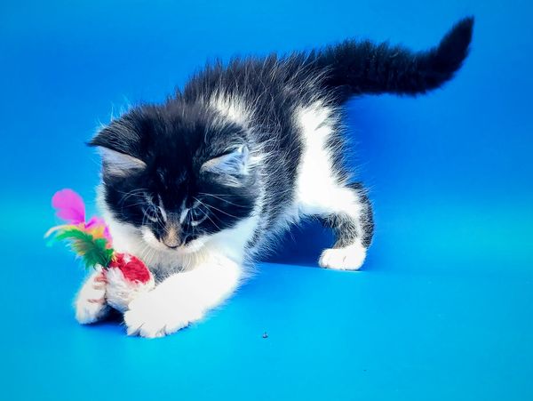 Finest Feline, Lise Madson,  Maine Coons and Siberians cat and kittens.