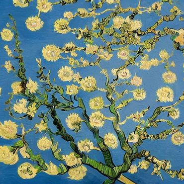 white flowers on a pond