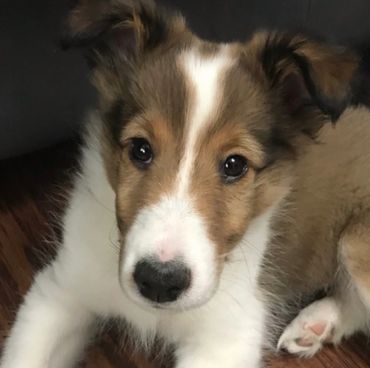 Sheltie Shelties Oregon breeder puppies puppy Shetland Sheepdog available dog Riverbend Washington