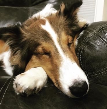 Sheltie Shelties Oregon breeder puppies puppy Shetland Sheepdog available dog Riverbend Washington