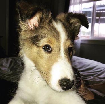Sheltie Shelties Oregon breeder puppies puppy Shetland Sheepdog available dog Riverbend Washington.