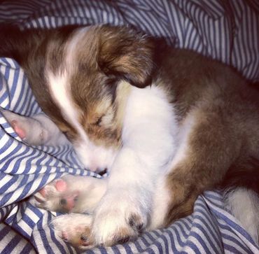 Sheltie Shelties Oregon breeder puppies puppy Shetland Sheepdog available dog Riverbend Washington