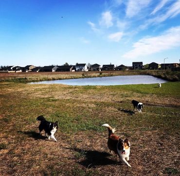 Sheltie Shelties Oregon breeder puppies puppy Shetland Sheepdog available dog Riverbend Washington