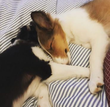 Sheltie Shelties Oregon breeder puppies puppy Shetland Sheepdog available dog Riverbend Washington