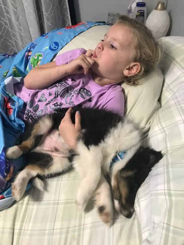 Sheltie Shelties Oregon breeder puppies puppy Shetland Sheepdog available dog Riverbend Washington