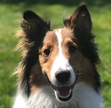 Sheltie Shelties Oregon breeder puppies puppy Shetland Sheepdog available dog Riverbend Washington