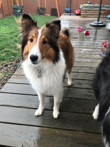 Sheltie Shelties Oregon breeder puppies puppy Shetland Sheepdog available dog Riverbend Washington