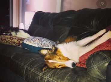 Sheltie Shelties Oregon breeder puppies puppy Shetland Sheepdog available dog Riverbend Washington