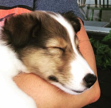 Sheltie Oregon breeder puppies puppy Shetland Sheepdog available adopt dog Portland Washington