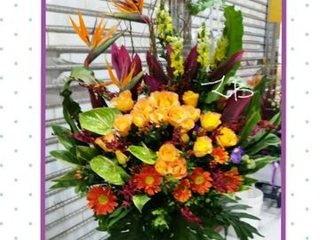 黃玫瑰,綠掌,黃色金魚花,橙色太陽菊,紅色胡姬,天堂鳥
