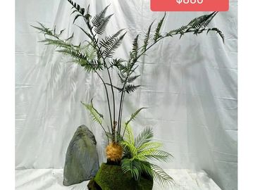 一盆装饰性的室内绿植和石头。