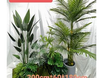 各类高大绿植盆栽。