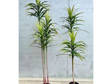 两棵盆栽绿色植物。