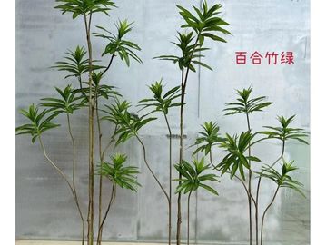 室内绿色植物百合竹绿。