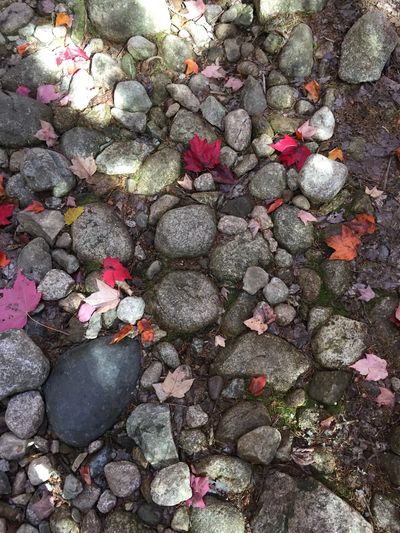 Steine und Blüten: Dr. Sabina Glasmacher