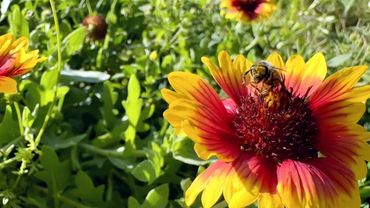 Bee on blanketflower