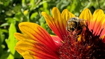Bee on blanketflower close up.
